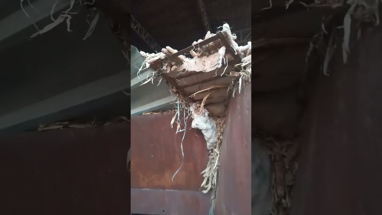Textile boiler and feedstock, rice straw for burning in industry lahore sundar, UAF team visit.