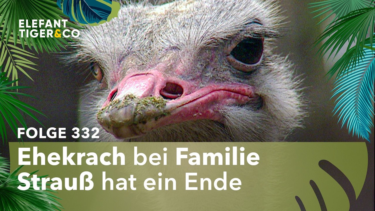 Scheidung bei den Leipziger Straußen (Folge 332) | Elefant, Tiger & Co. | MDR