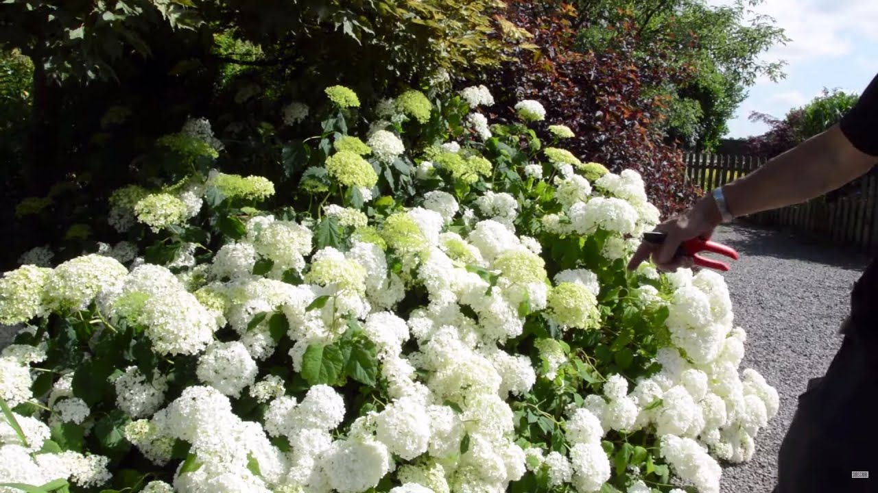 What Is Best - Hydrangea or Rose? The Answer to That, Nobody Knows!