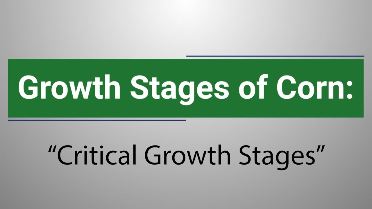 Growth Stages of Corn: Critical Growth Stages