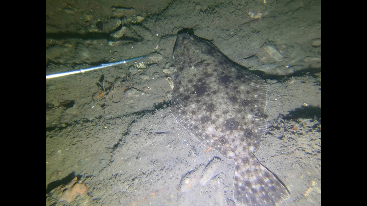 Spearfishing Cape May and Wildwood, New Jersey Shipwrecks June 2022