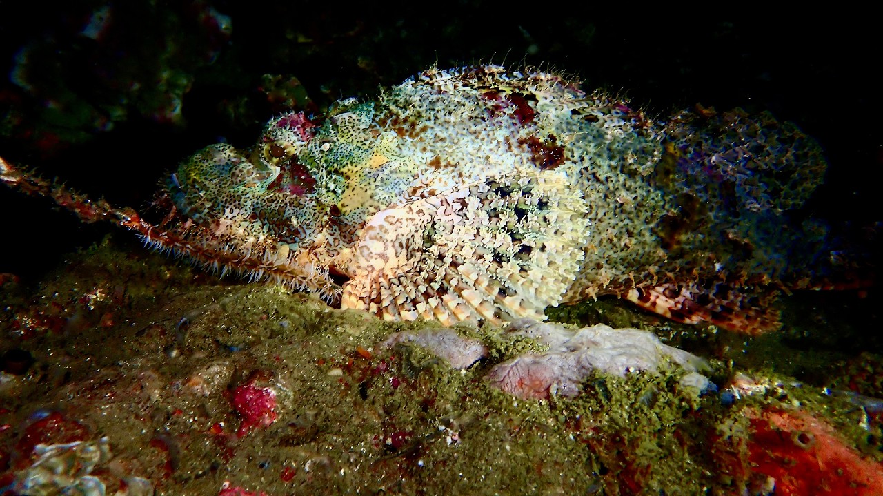 Anilao 2025 Part 3