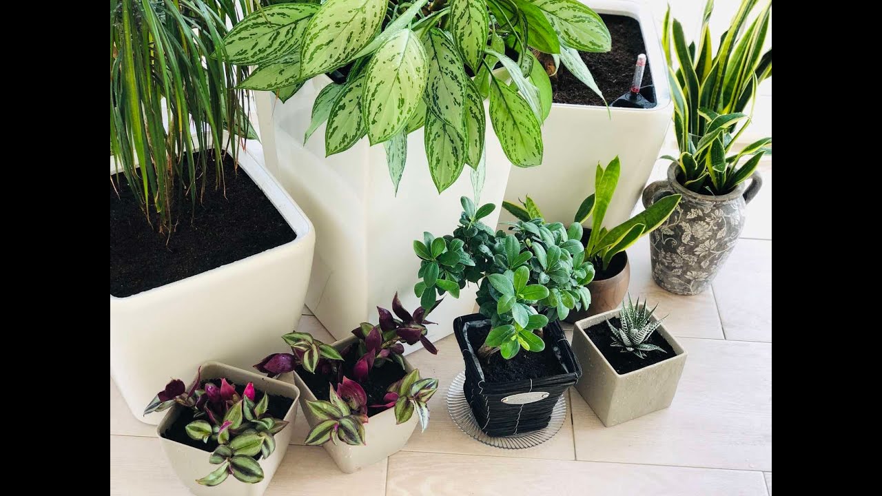 KAKO NJEGUJEM KUCNO CVIJECE, OKOPAVANJE VRTA, PRANJE PROZORA - VLOG