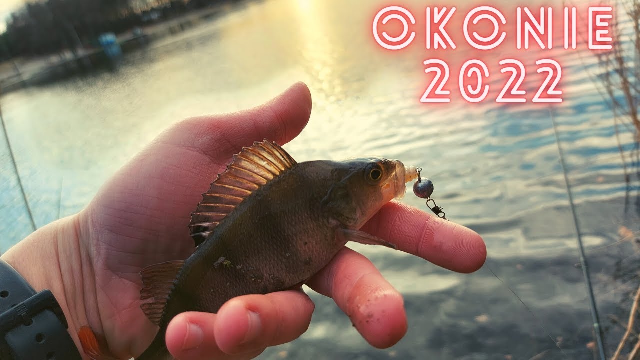 Czeburaszka w akcji | Pierwsze RYBY 2022 | 648 Śmieszek | #okoń | #spinning | #ryby2022