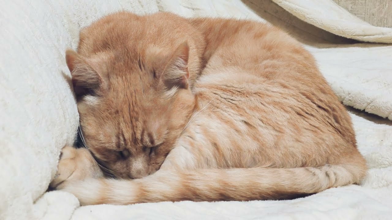 Рыжий кот спит. ч.5