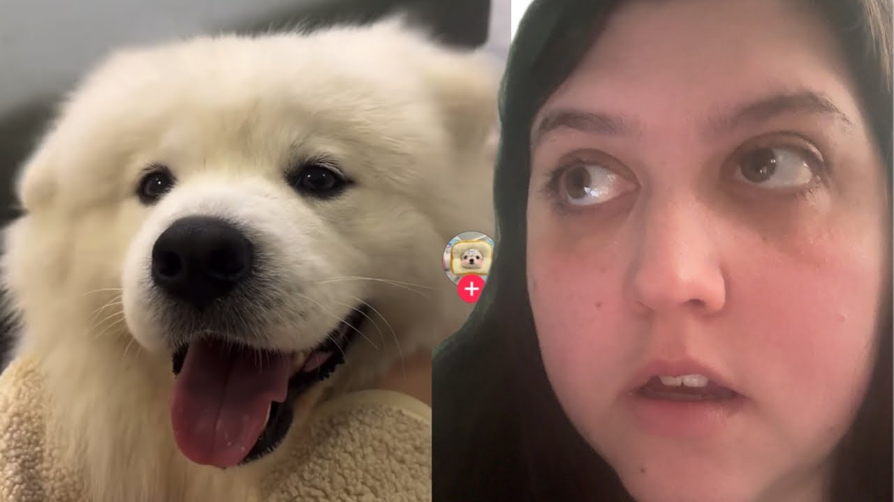 Reacting to Hilarious Dogs & Cats I Found This Week