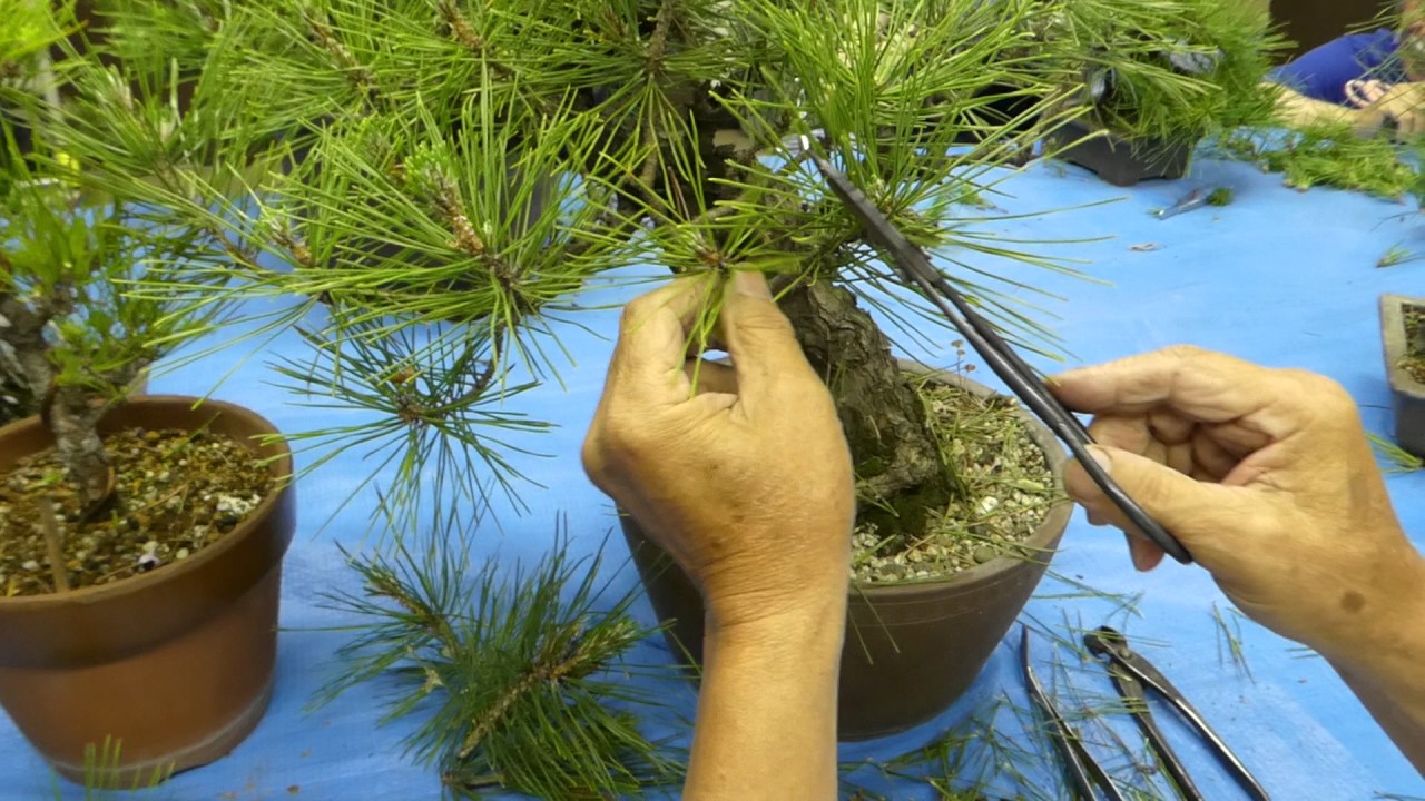 BONSAI　盆栽　松の剪定　P1020662