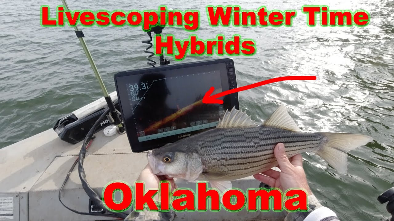 Livescoping Oklahoma Hybrids. Fishing For Hybrid Bass In Oklahoma.