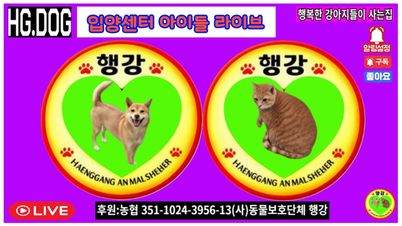 보삼이 부분미용했어요 #드림 #조이 #오키#요키 #입양홍보 #행강유기동물입양센터