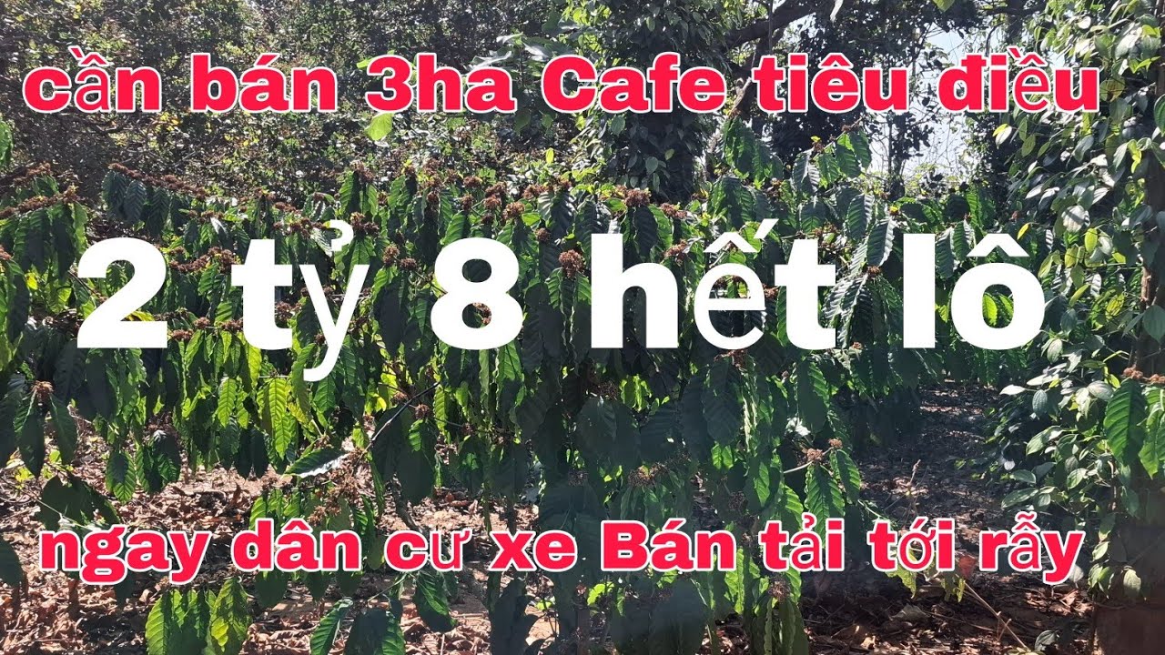 Cần bán 3ha Cafe tiêu điều ngay dân cư cách TL 2km xe Bán tải tới rẫy ac quan tâm lh 0785311413