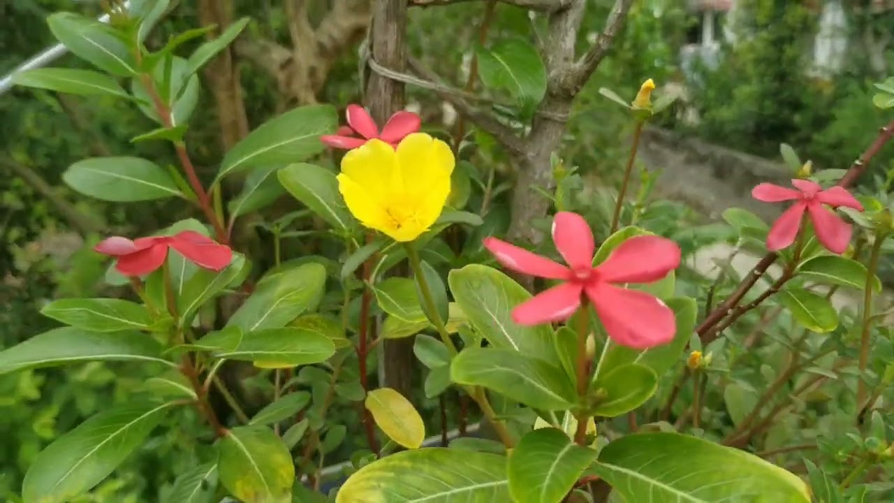 Malti Colour Vinca Flower