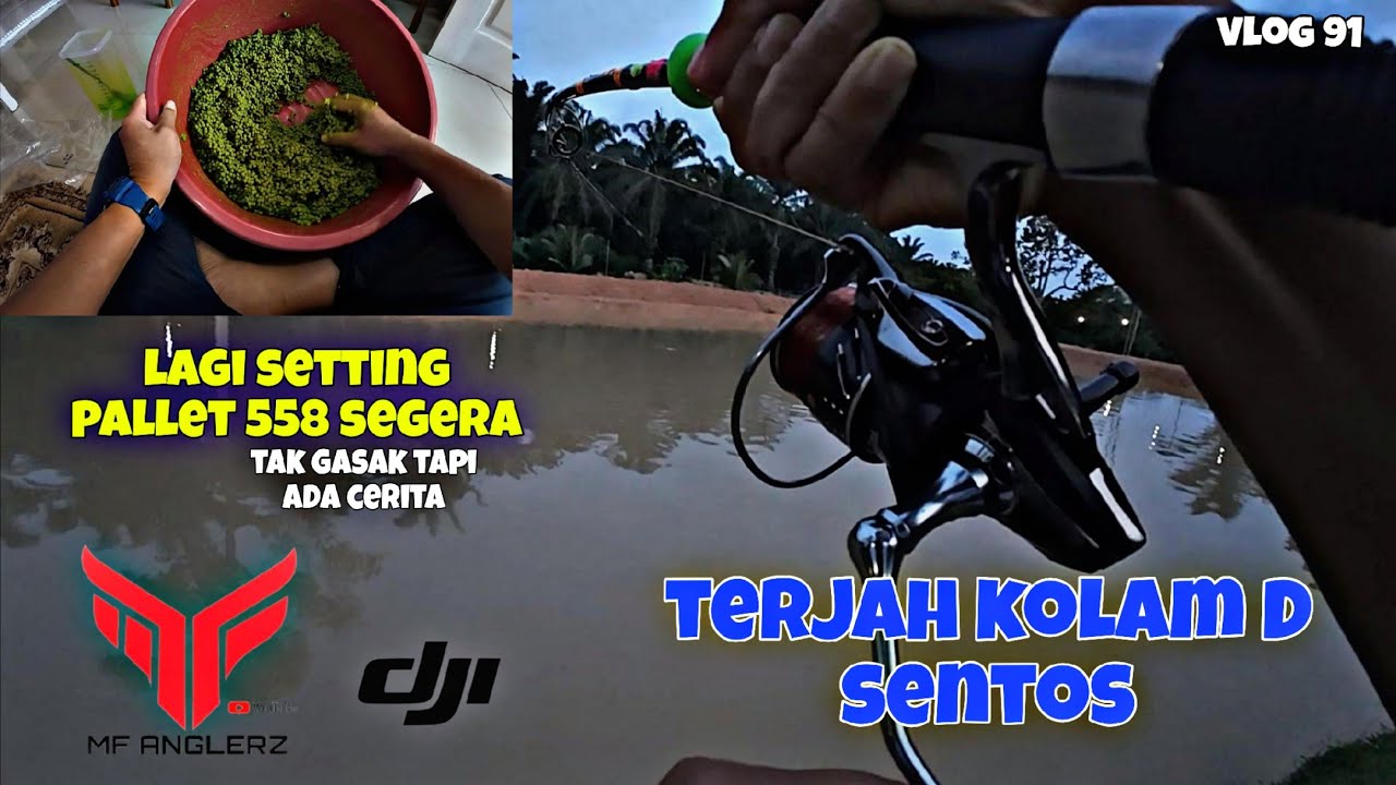  TERJAH KOLAM D SENTOS | UMPAN PALLET 558 SEGERA | PATIN FIGHTER | KOLAM PATIN #VLOG 91