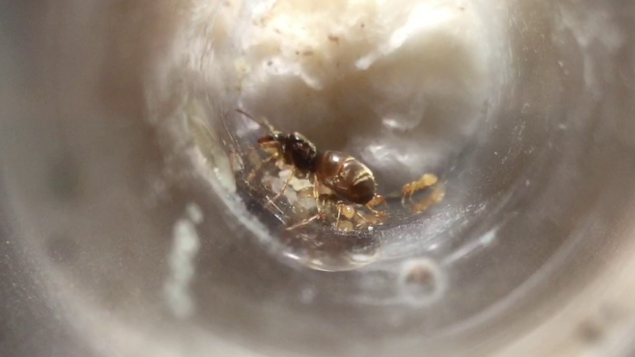 Ant Colony Winter Update!