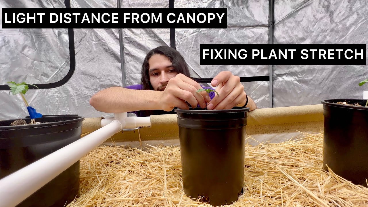 DUSTY&rsquo;S Garden Episode 3 | Light Distance from canopy | Fixing plant lean | ACInfinity LUXX 860