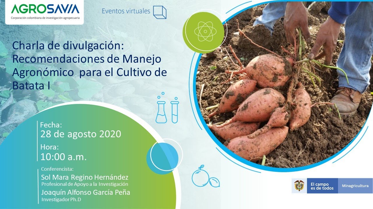 Recomendaciones de manejo agronómico para el cultivo de batata I