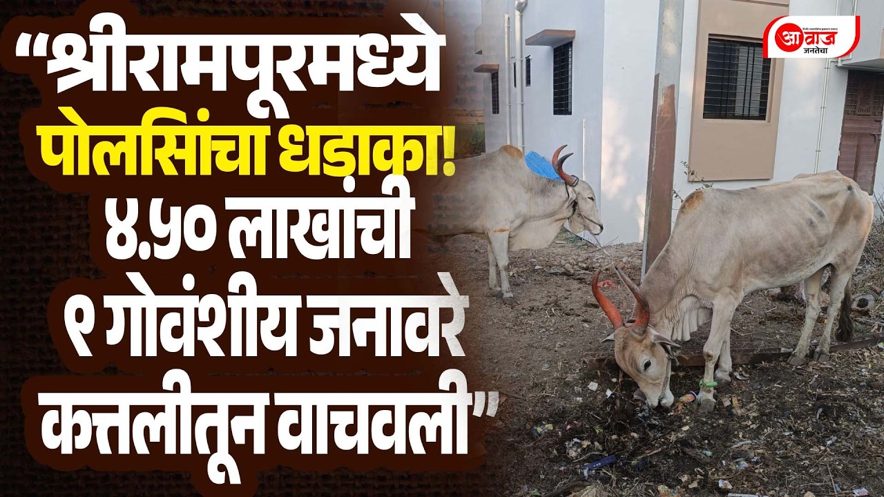 श्रीरामपूरमध्ये पोलिसांचा धडाका! ४.५० लाखांची ९ गोवंशीय जनावरे कत्तलीतून वाचवली