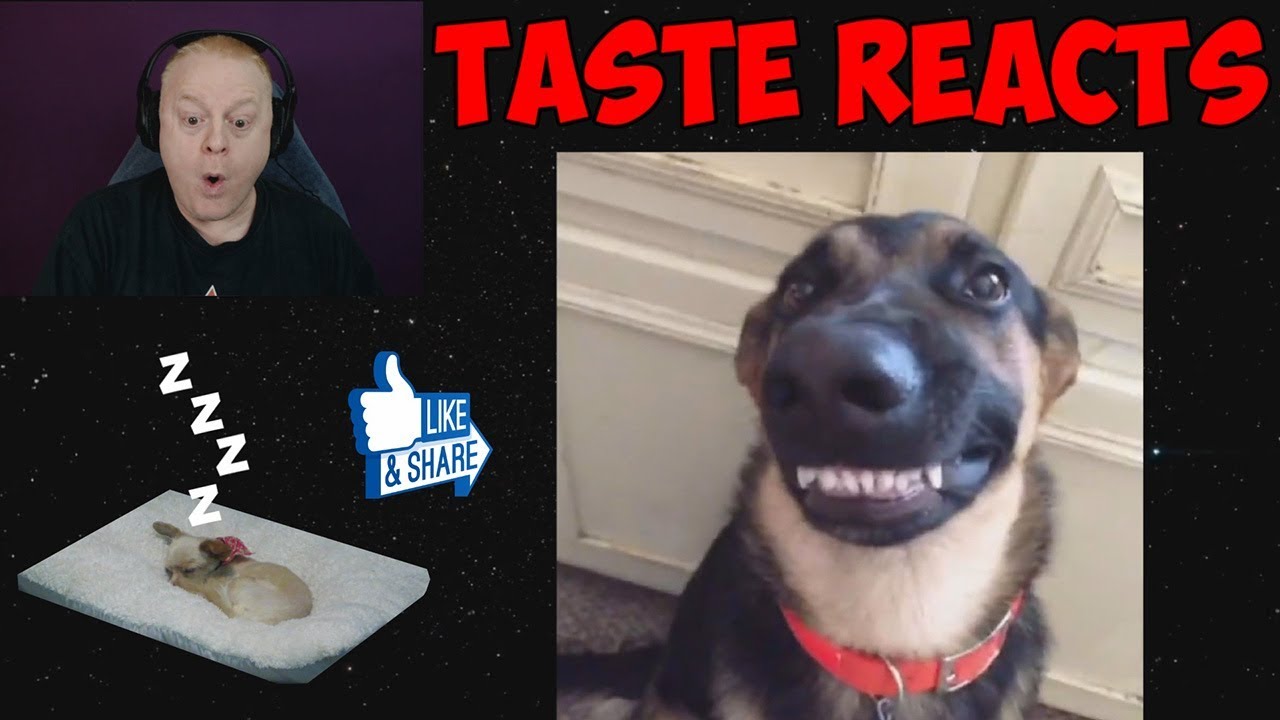 THESE ANIMALS ARE AWESOME | TASTE REACTS #21 | HILARIOUS ANIMAL COMPILATION