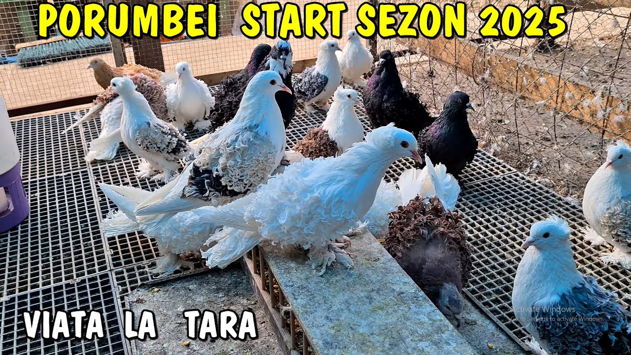 Am dat drumul la împerecheat la toți  porumbeii - start sezon 2025 🕊❤ - viața la țară