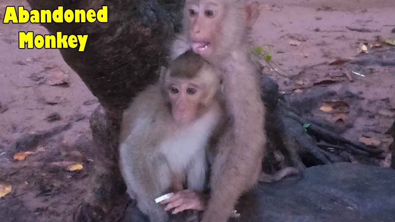 Breaking Heart! Poor New Abandoned Monkey Nora Can Not Climb The Tree Properly, Savanna Groomed.