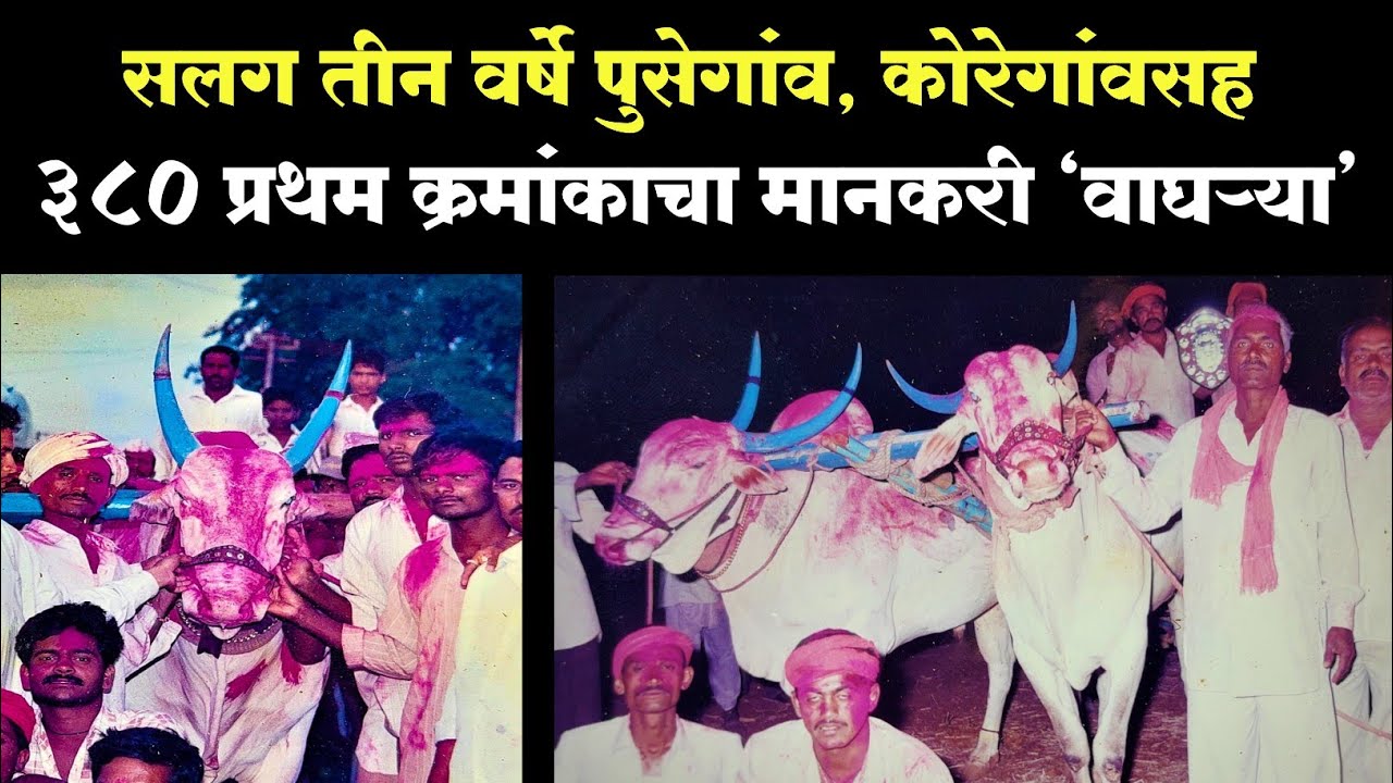 आठवणीतील वाघऱ्या| रामभाऊ पाटील शेणे | Athavanitil 'wagarya'|Rambhau patil shene