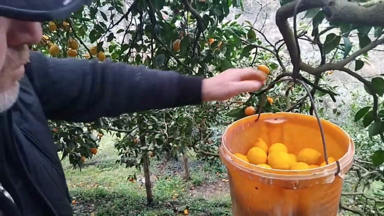 Рома собирает в Батуми сочные свежие лимоны.3 марта