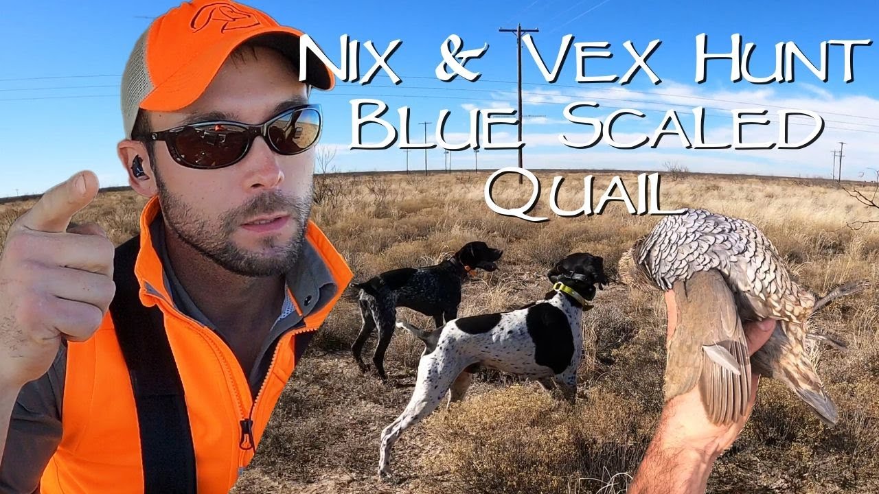 AWESOME Blue Scaled Quail Hunt - West Texas Day 4