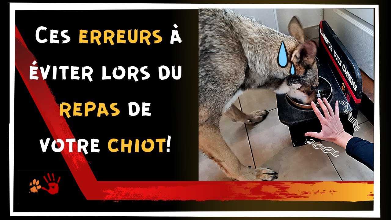 Faut il mettre la main dans la gamelle de son chien?