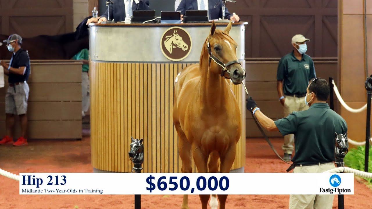 Not This Time colt sells for $650,000 at Midlantic 2YO's in Training (2020 #213)