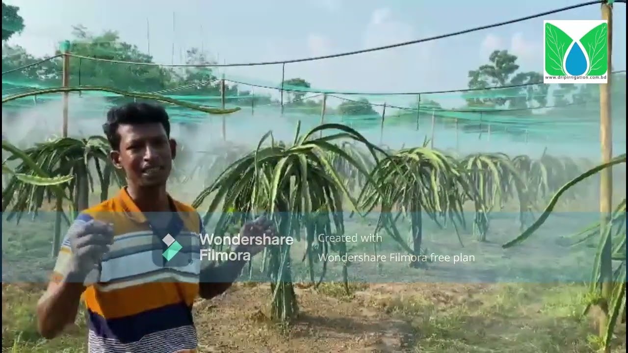 Fogging Irrigation in Dragon fruits , Bangladesh