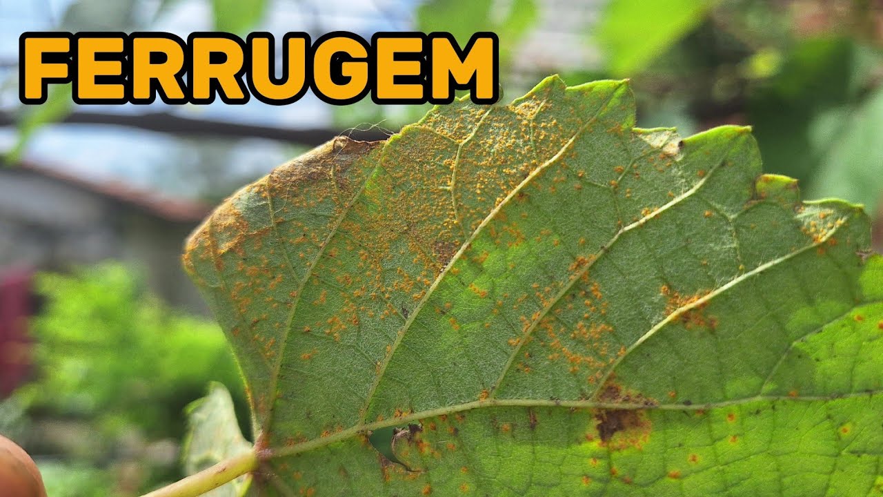 Como Combater a Ferrugem nas Plantas