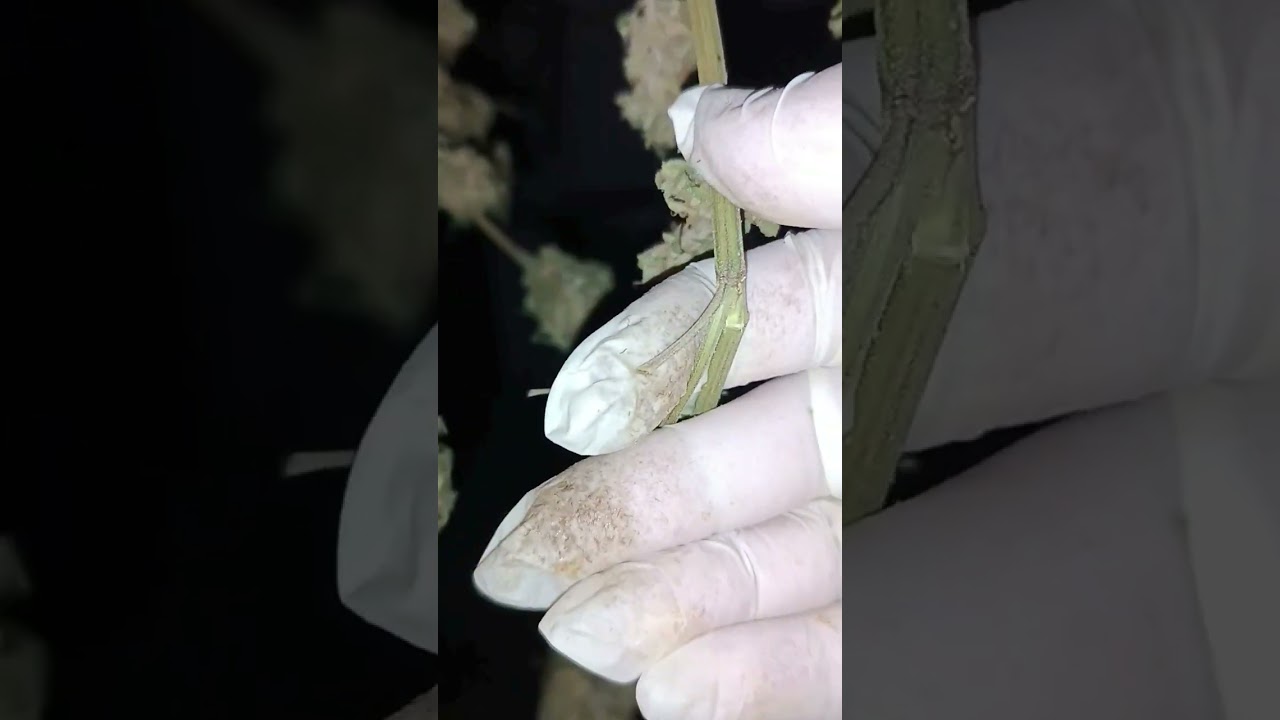 SECADO DE COGOLLOS DE MARIHUANA Y TIPS DE MANICURACION PARTE 2