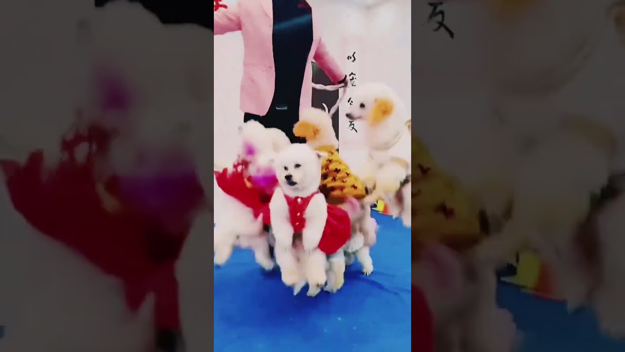 Puppies Behavior Training #funnypuppy #funnykittens #funnyvideo #puppiestraining #puppieshorts #pet