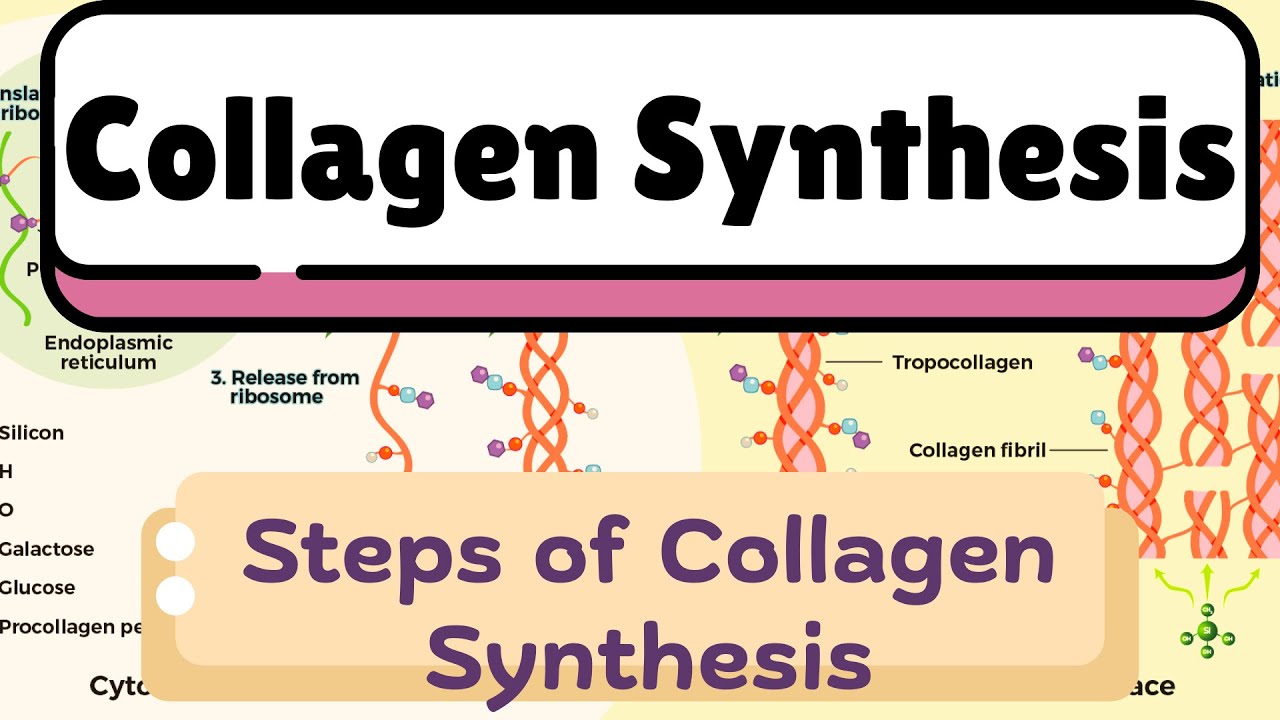 Collagen Synthesis Steps
