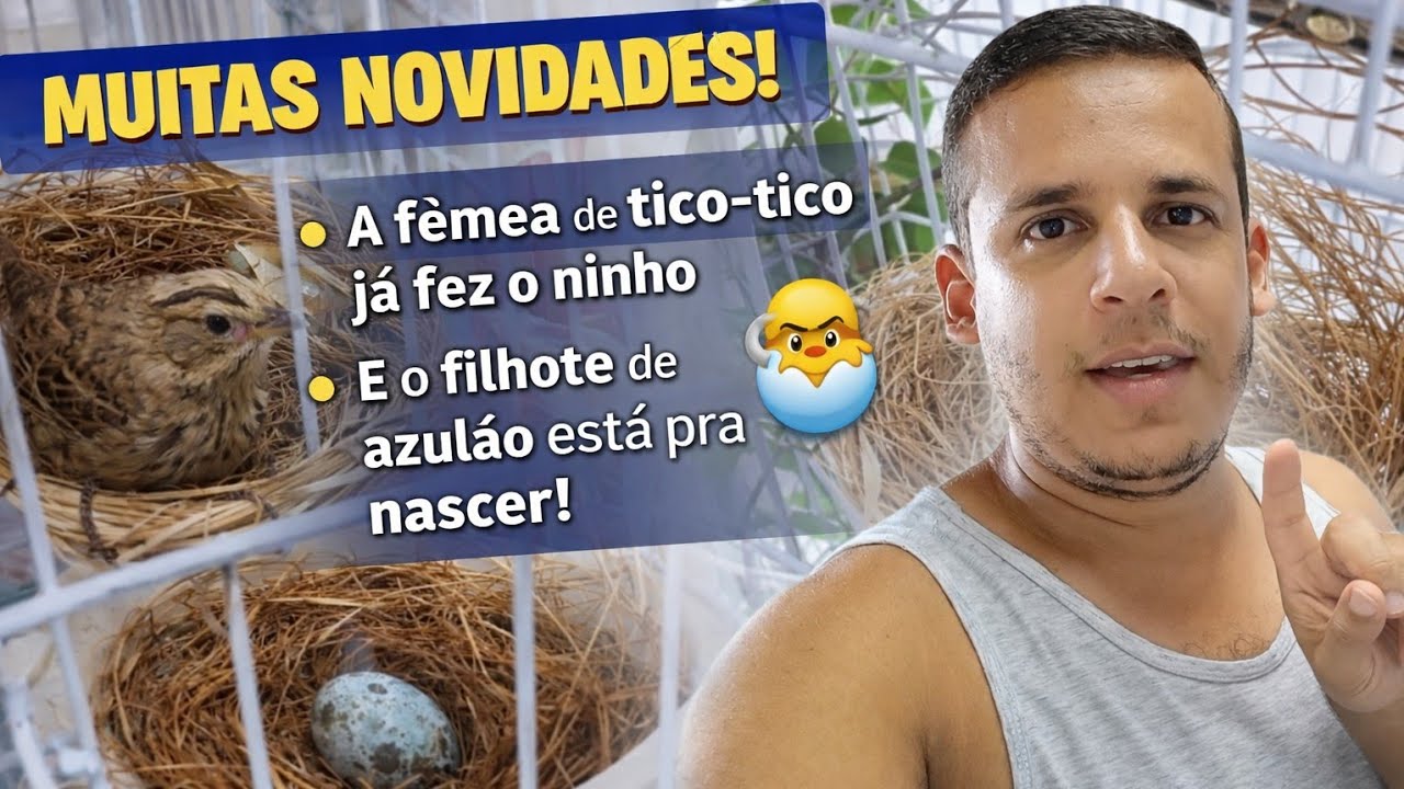 Muitas novidades. Está pra nascer o filhote de azulão. E está pronto o ninho de tico-tico 