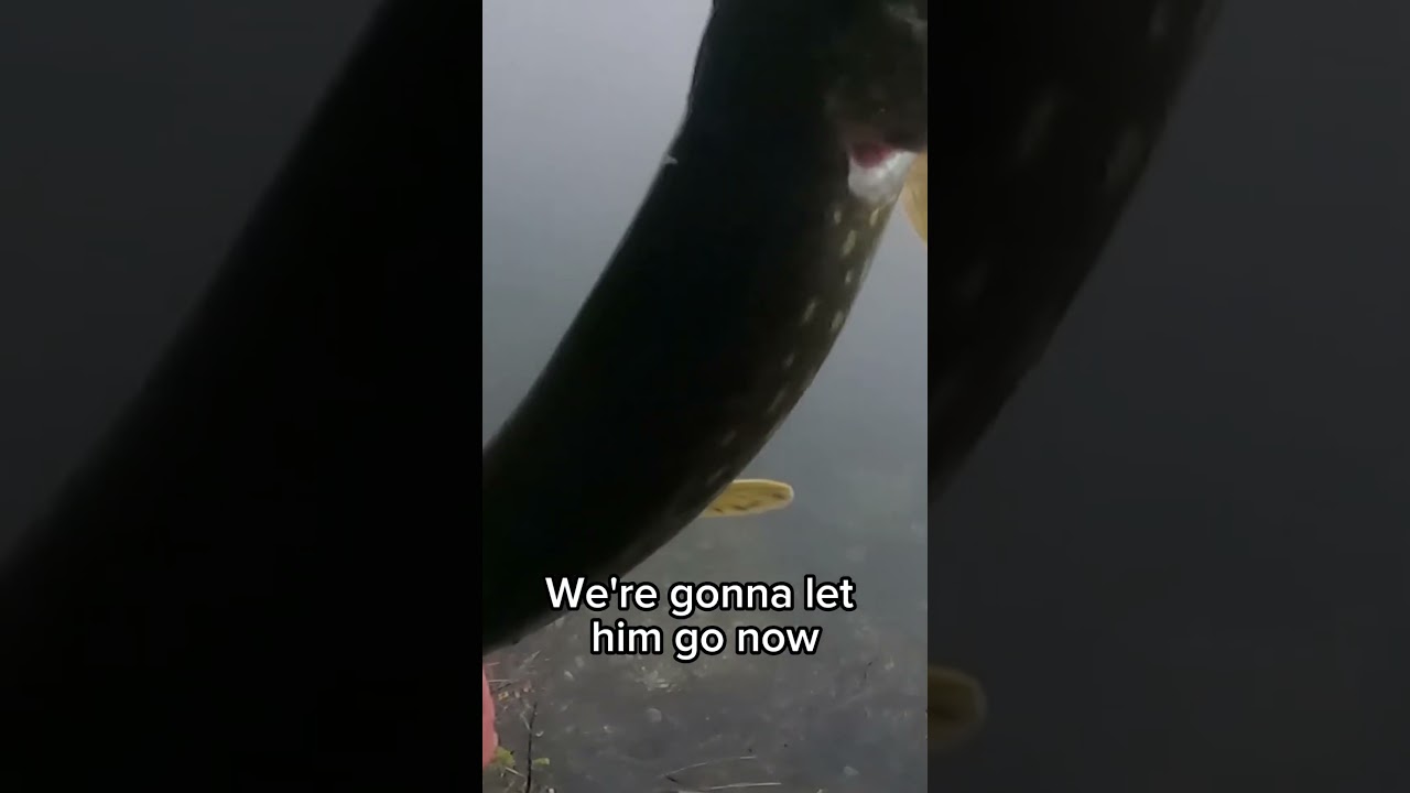 This PIKE Didn't Want to Swim Away!!! New Fishing Spot WRONG SPECIES #fishing #pikefishing #shorts