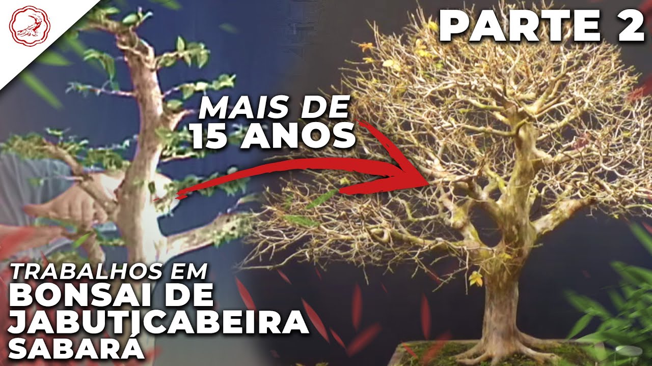 Transplante de Consai de Jabuticabeira Sabará - PARTE 2 | Studio Bocabello