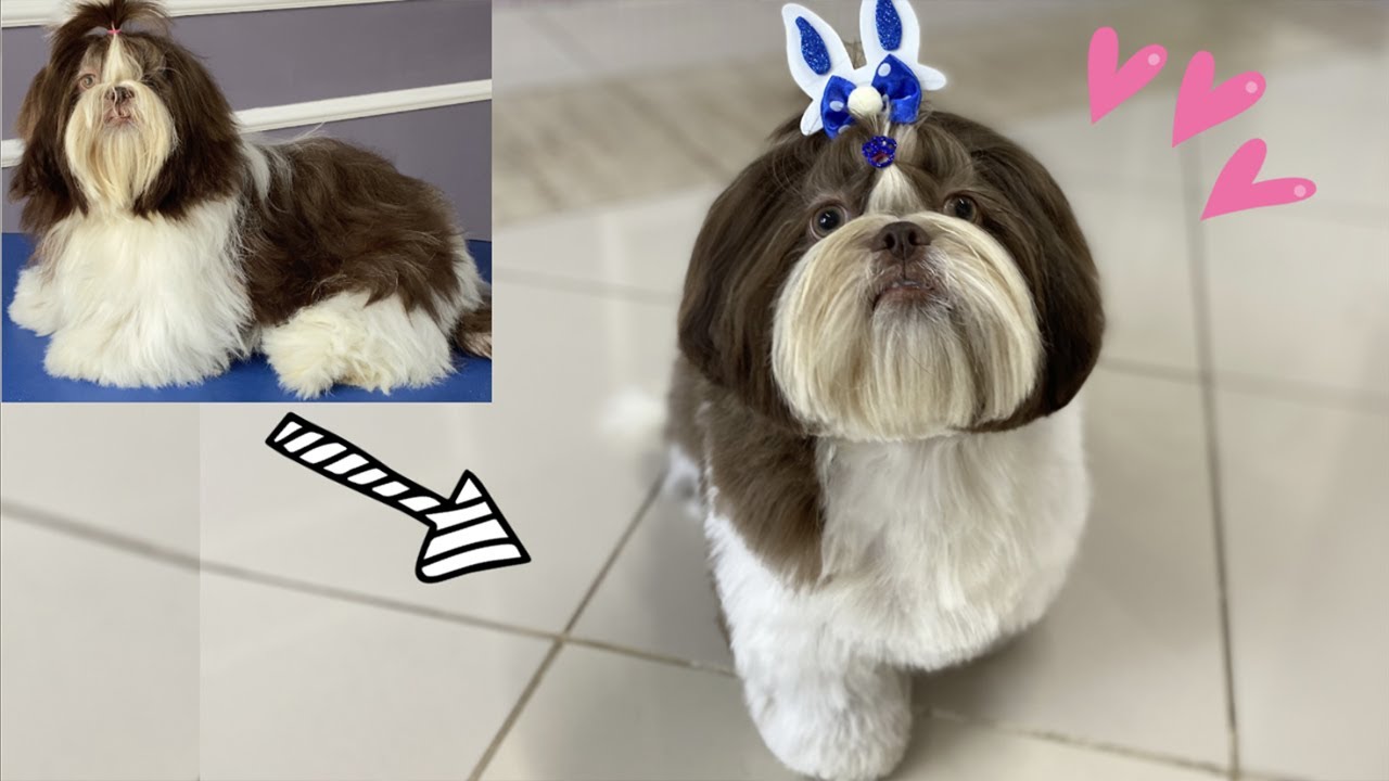 SHIHTZU, PRIMEIRA TOSA COM TESOURA! ☆ CABEÇA CHANEL ☆ Técnicas Coreanas