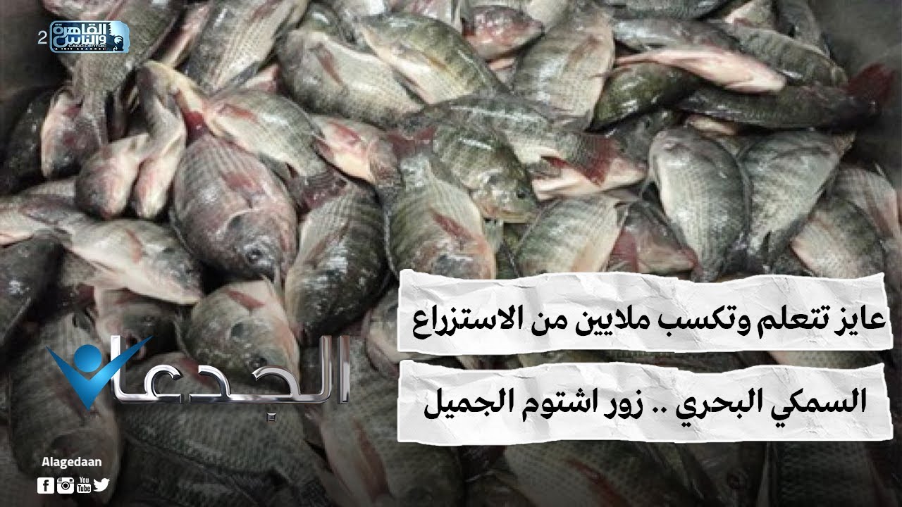عايز تتعلم وتكسب ملايين من الاستزراع السمكي البحري .. زور اشتوم الجميل