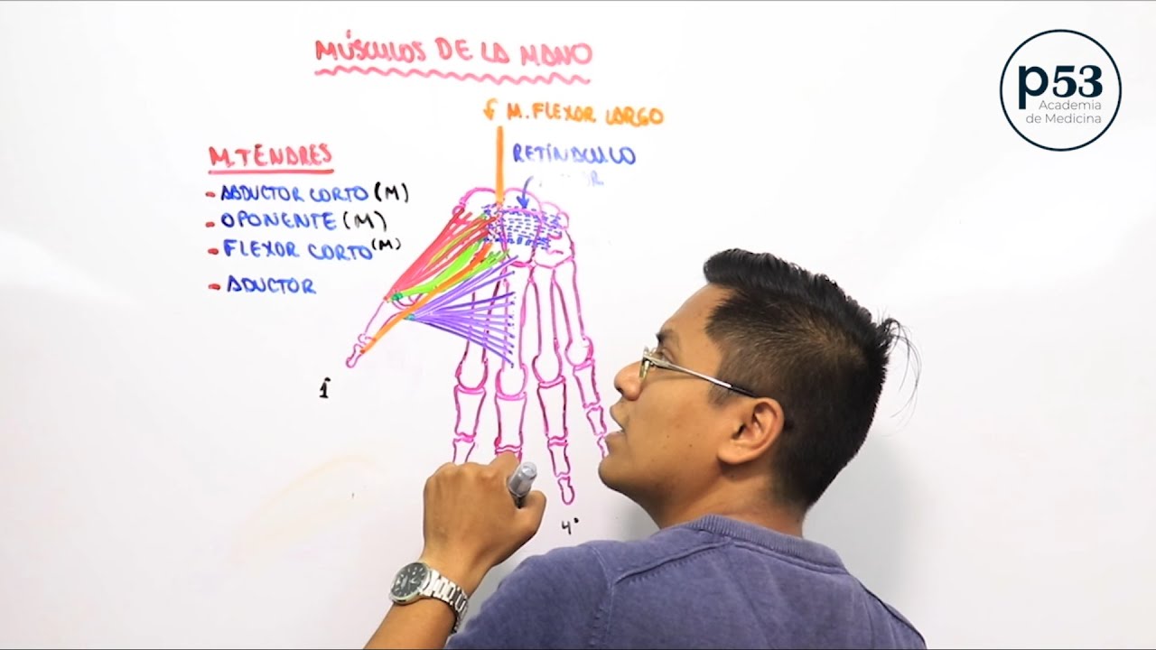 MÚSCULOS DE LA MANO ( músculos tenares)