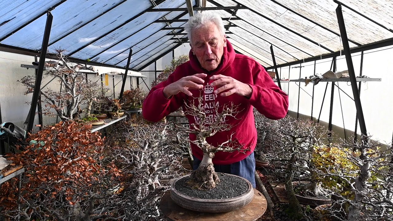 Thickening the Trunk of your Bonsai