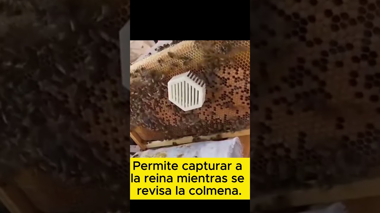 Jaula hexagonal para REINAS, conv&iacute;a de evacuaci&oacute;n #apicultura #chile #aprenderapicultura
