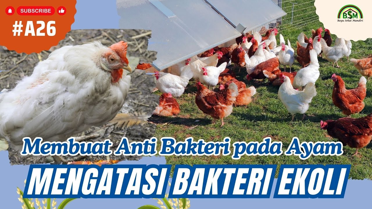 Bayu Diningrat ~ Obat Anti Bakteri Ekoli pada Ternak Ayam