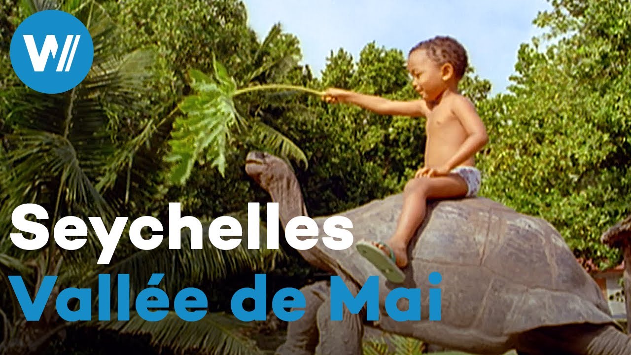 Vallée de Mai - Home of the Legendary Coco de Mer in the Seychelles | Treasures of the World