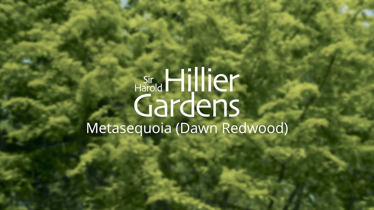 Metasequoia (Dawn redwood) | National Collections at Sir Harold Hillier Gardens