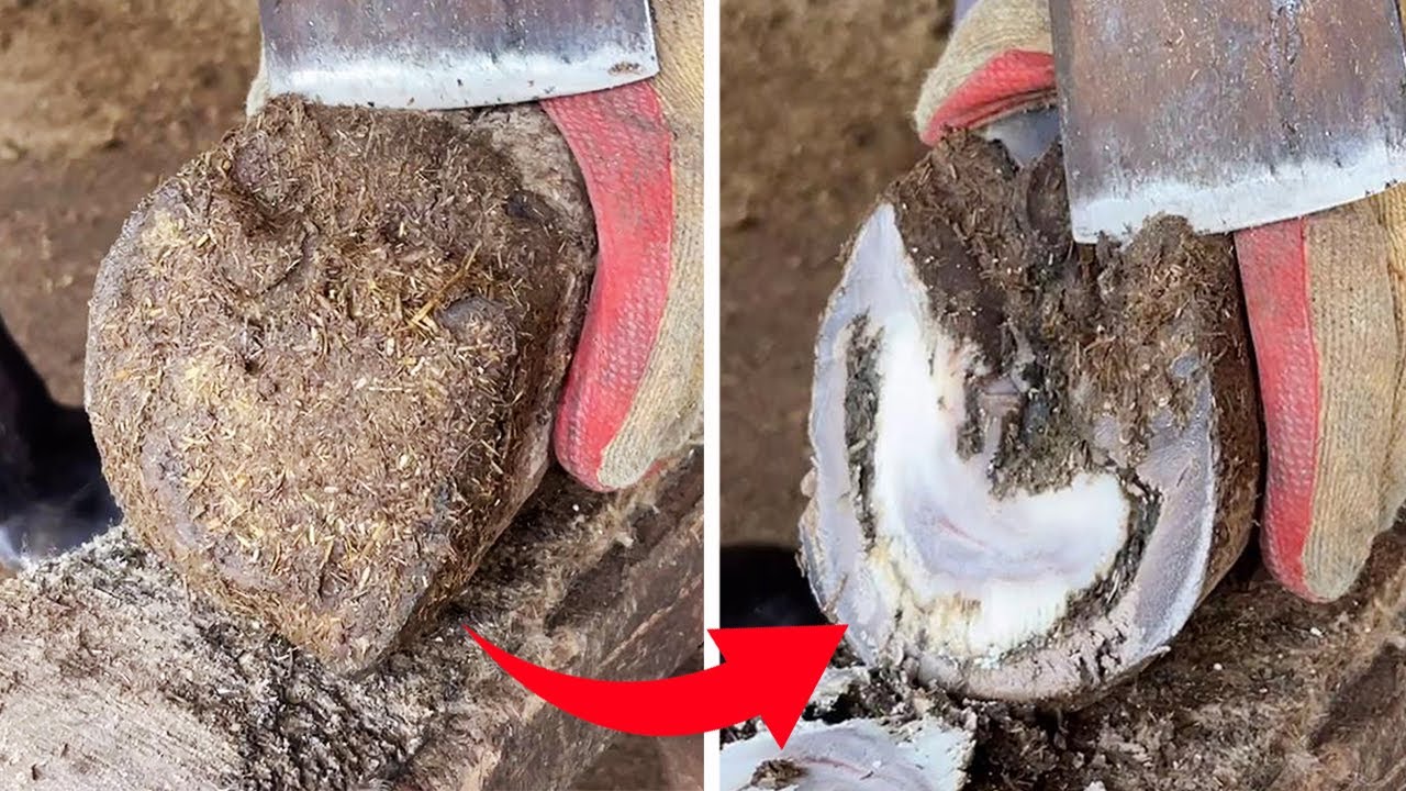Donkey Hoof Repair Sound s ASMR Decompression 【Black Donkey Prince】