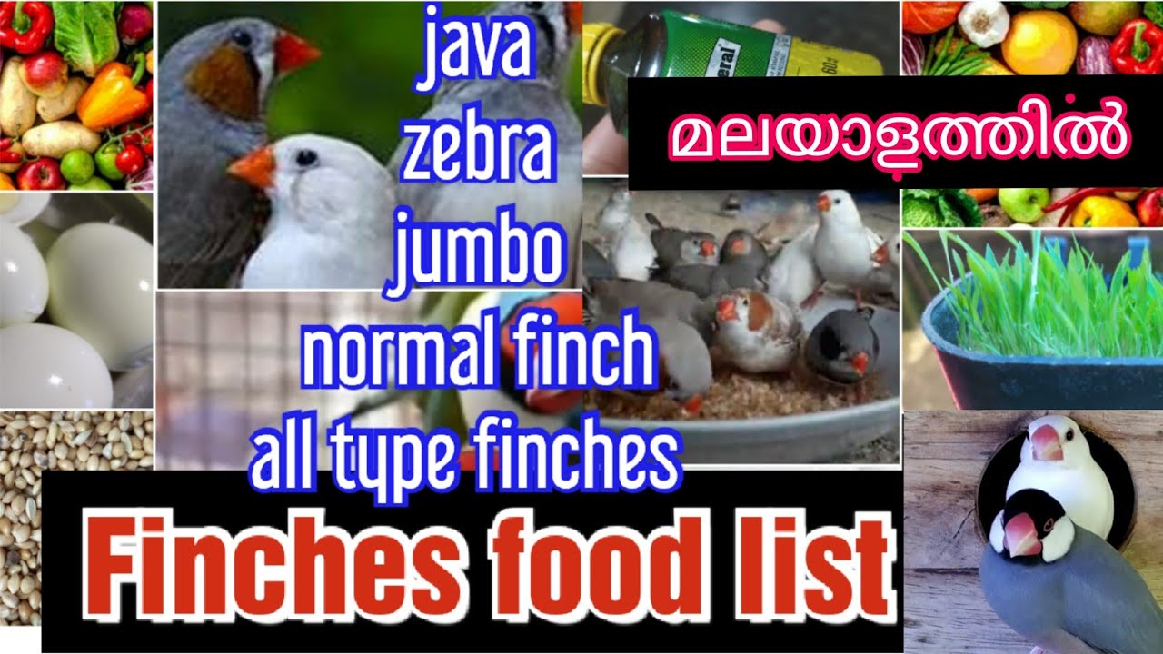 Finches food list /malayalam