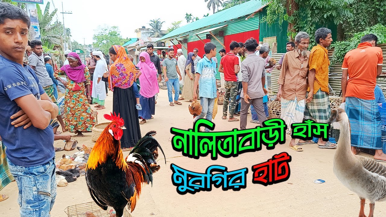 নালিতাবাড়ী হাঁস, মুরগির পাইকারি হাট। Local Duck Chicken Market। নালিতাবাড়ী, শেরপুর ২০২৪
