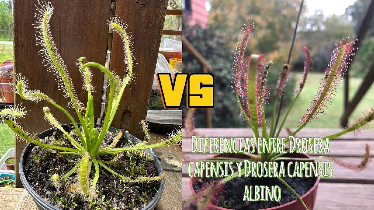 Drosera capensis VS Drosera capensis ´Albino´; Diferencias