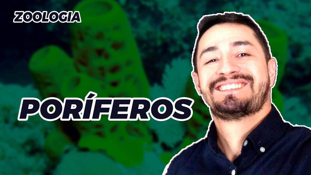ZOOLOGIA - FILO DOS PORÍFEROS