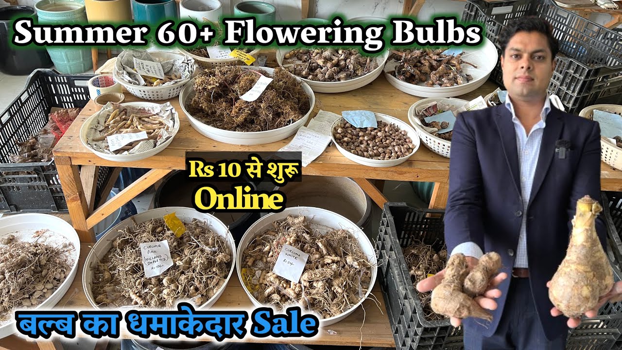 विंटर के बाद  Summer 60+ Flowering Bulbs Varieties बल्ब का धमाकेदार SALE